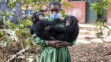 Sierra Leone: réouverture au public d'un emblématique sanctuaire pour chimpanzés